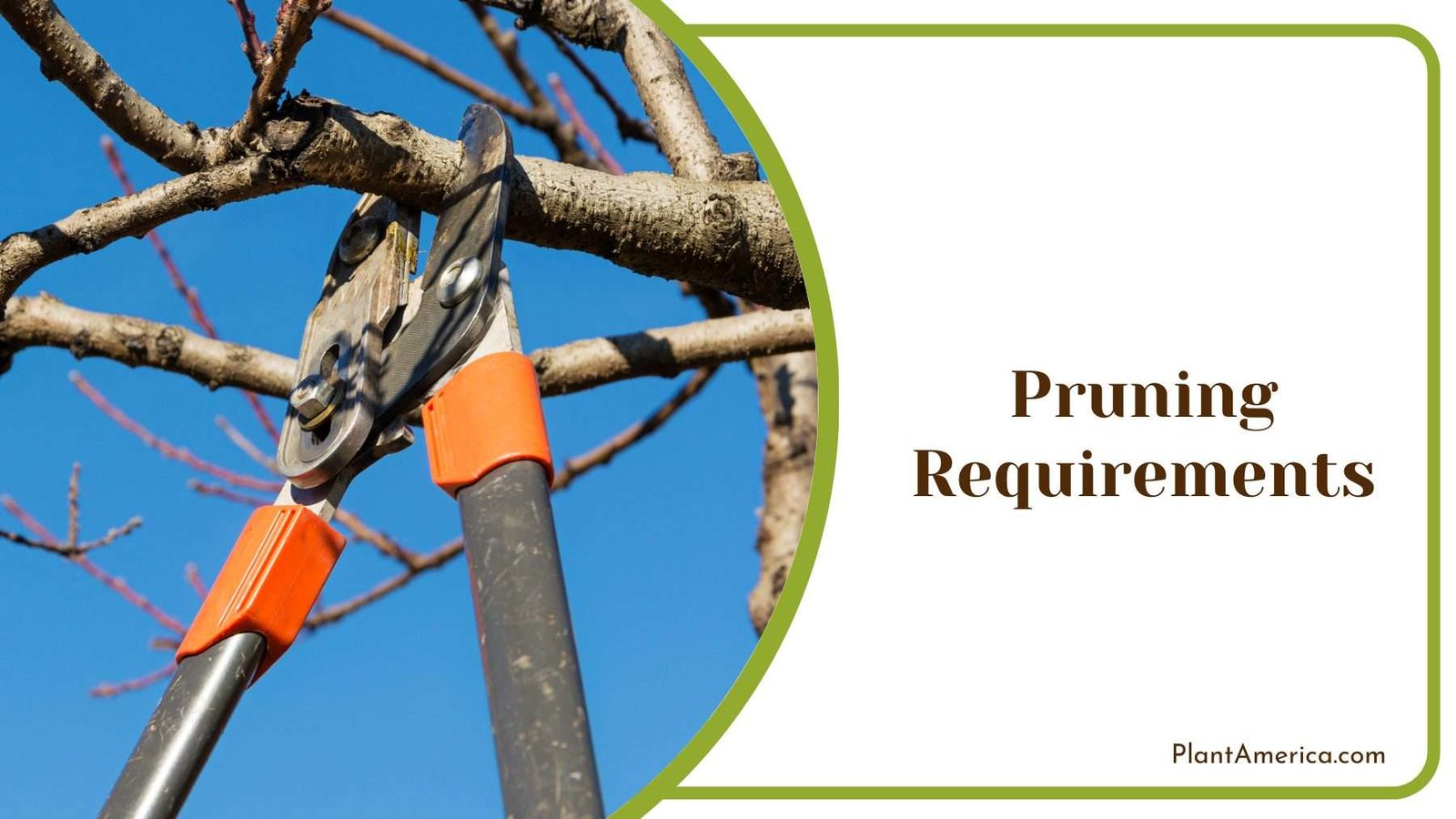 Close Shot On Pruning Scissor Plant America