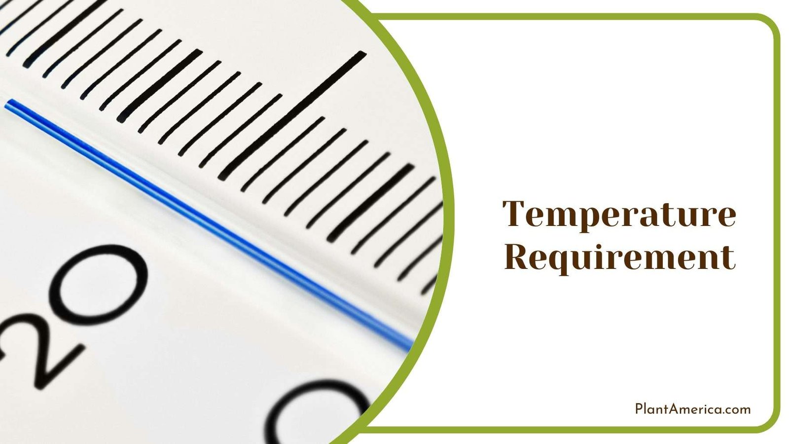 Close Shot On Thermometer Plant America