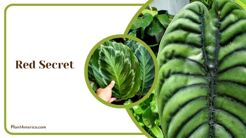 Close Up Green Alocasia Cuprea Plants ~ PlantAmerica