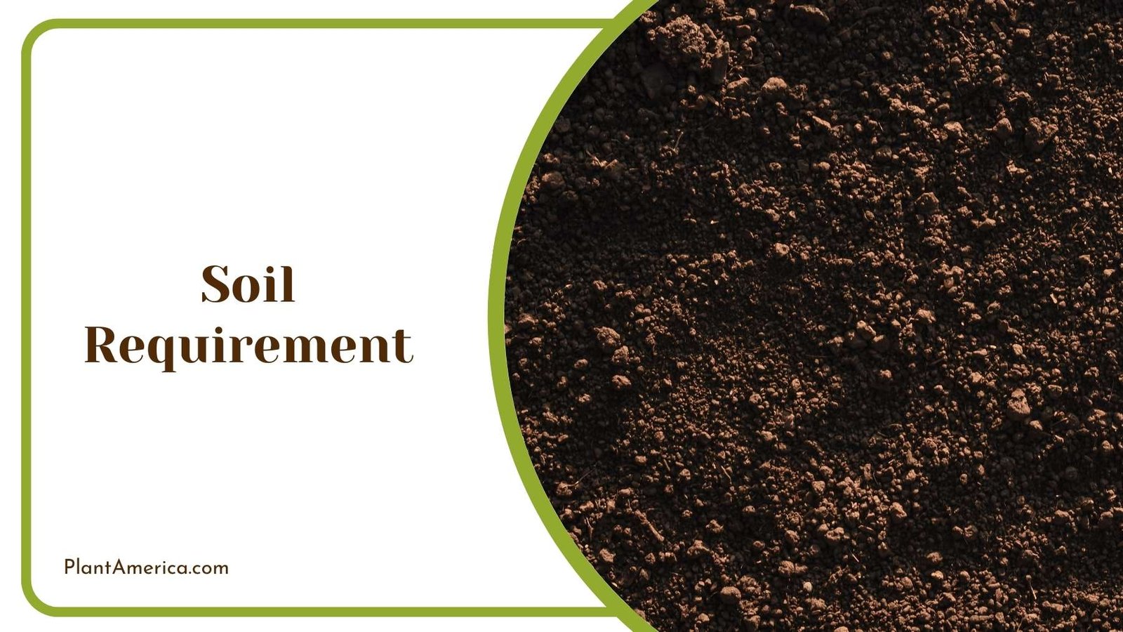 Close Up On A Soil Plant America 1 Close Up On A Soil Plant America 1