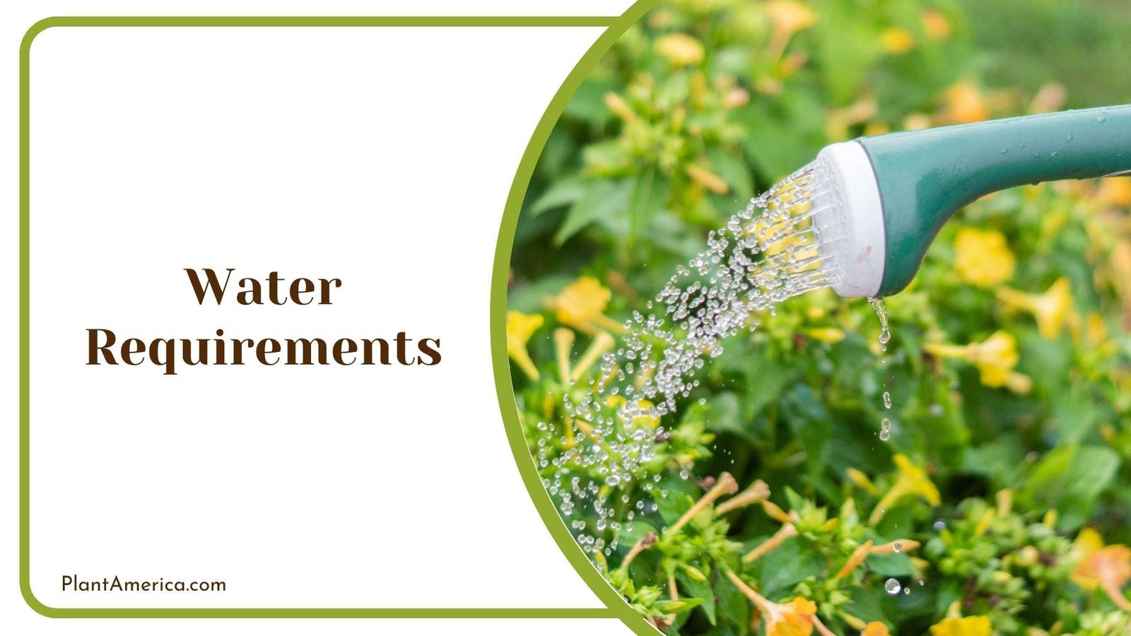 Close Up On a Nozzle Plant America