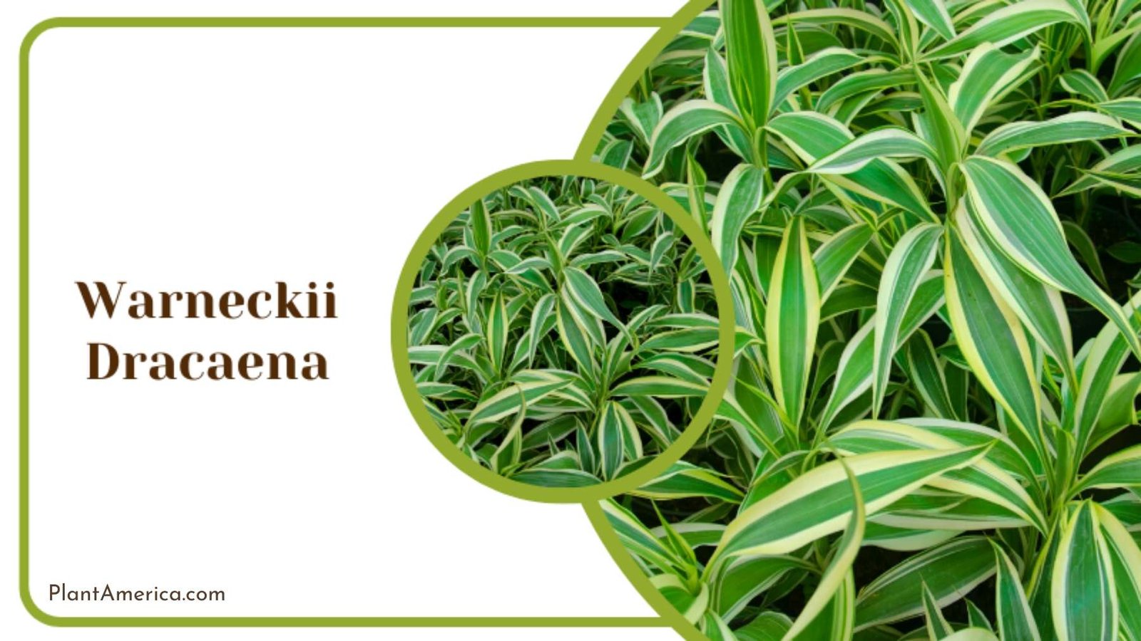 Close Up View of Warneckii Dracaena Plant America Close Up View of Warneckii Dracaena Plant America