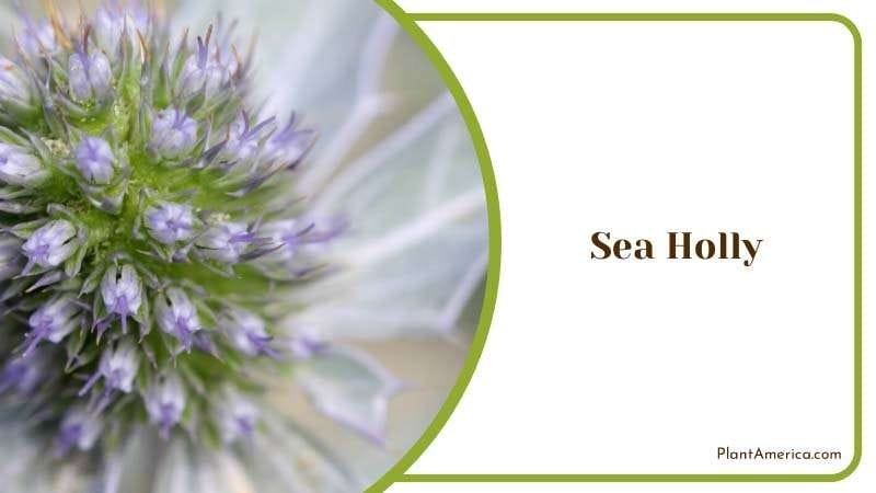 Close Up look of Sea Holly Flower Plant America