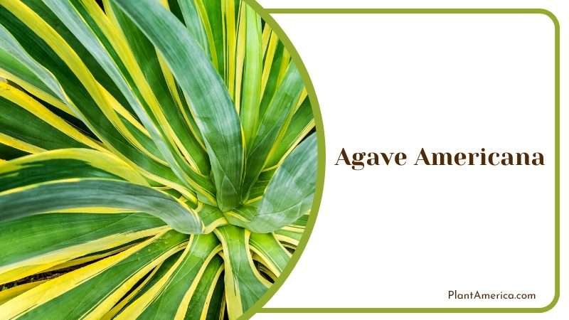 Close Up of Agave Americana Tree Plant America
