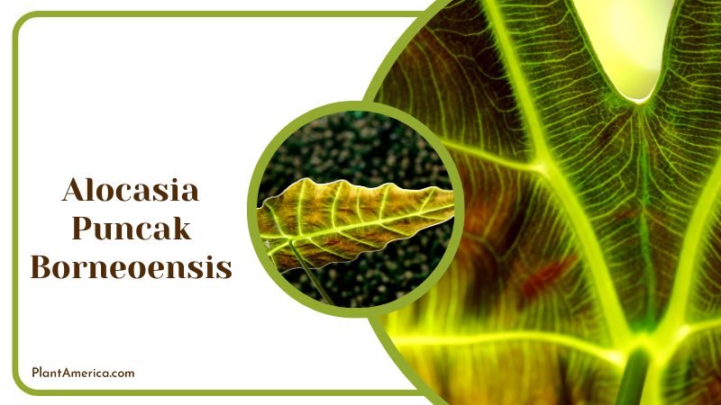 Close View of Alocasia Plants ~ PlantAmerica