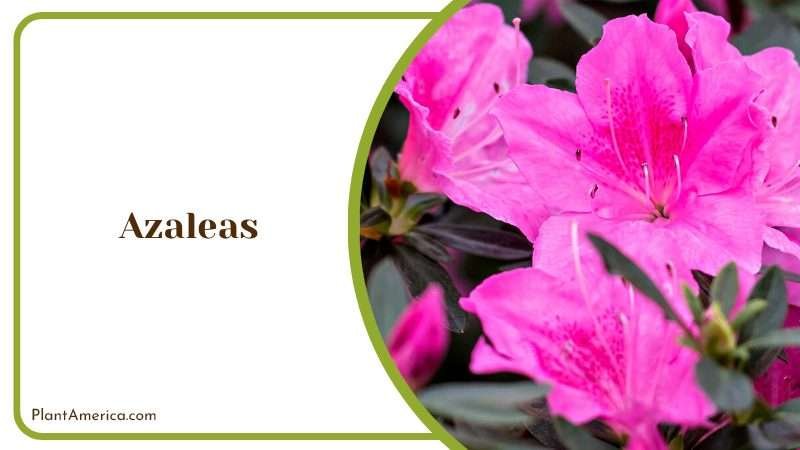 Close View of Azaleas PlantAmerica