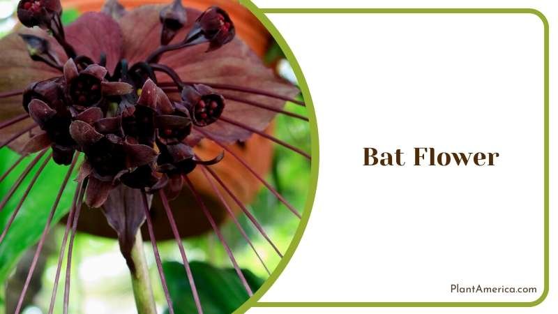 Close View of Bat Flower Plant America