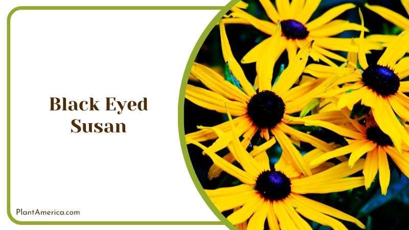 Close View of Black Eyed Susans Plant America