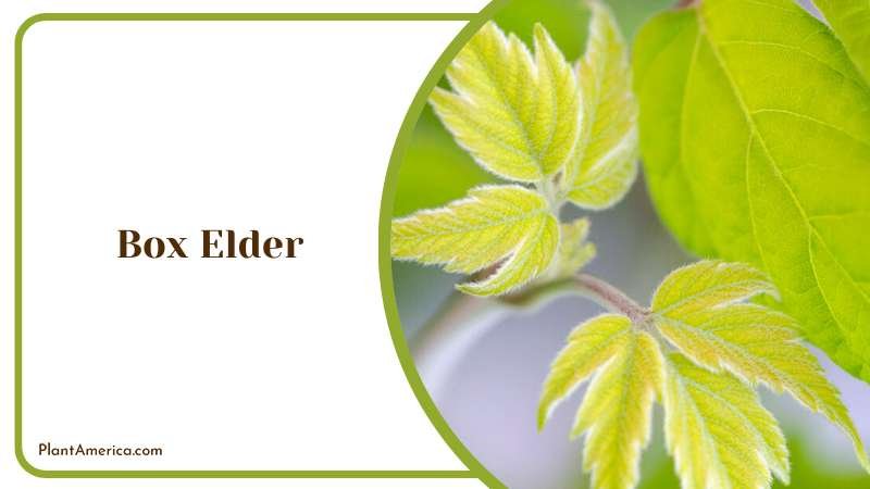 Close View of Box Elder Leaves Plant America