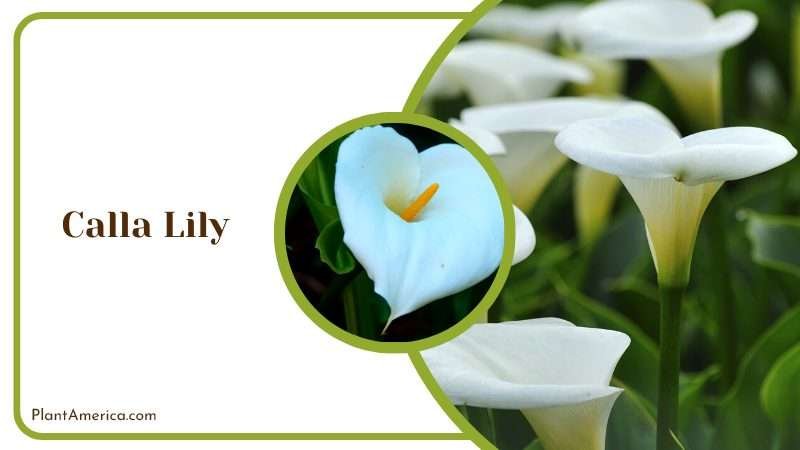 Close View of Calla Lily PlantAmerica