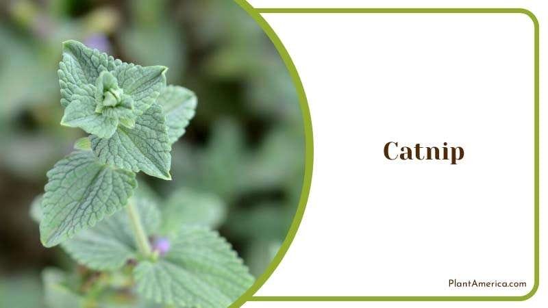 Close View of Catnip PlantAmerica Close View of Catnip PlantAmerica
