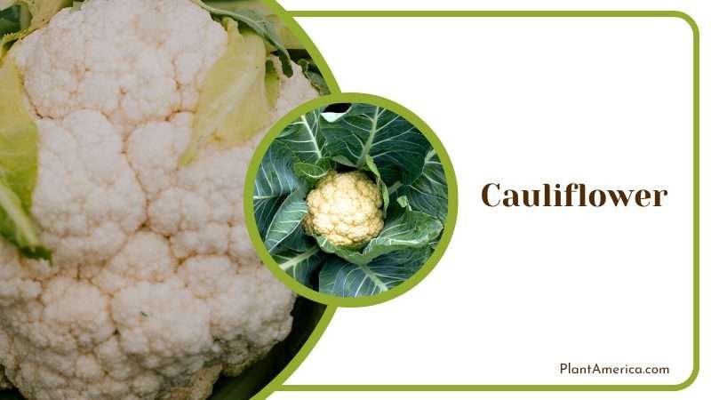 Close View of Cauliflower Plant America Close View of Cauliflower Plant America