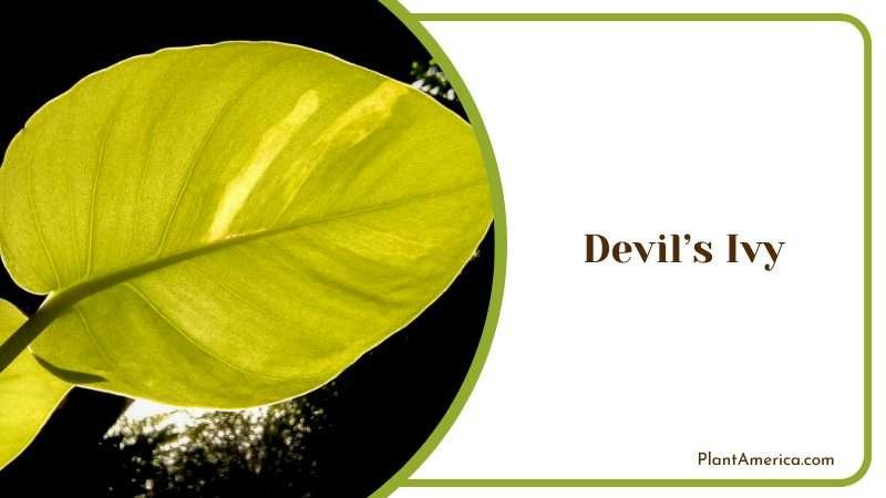 Close View of Devils Ivy Plants Plant America
