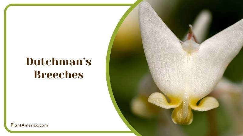 Close View of Dutchman Breeches Flower Plant America Close View of Dutchman Breeches Flower Plant America