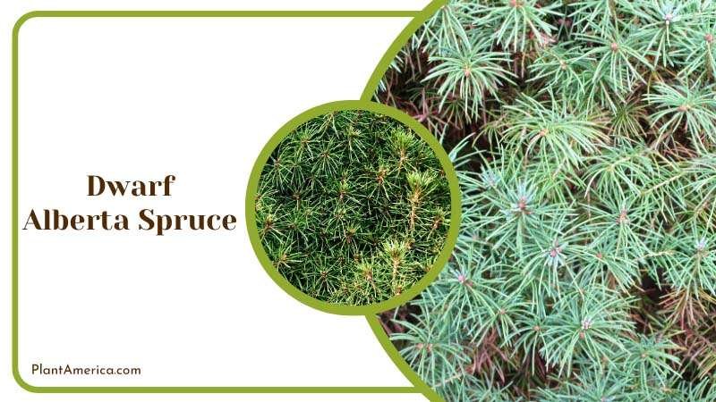 Close View of Dwarf Alberta Spruce Plant America