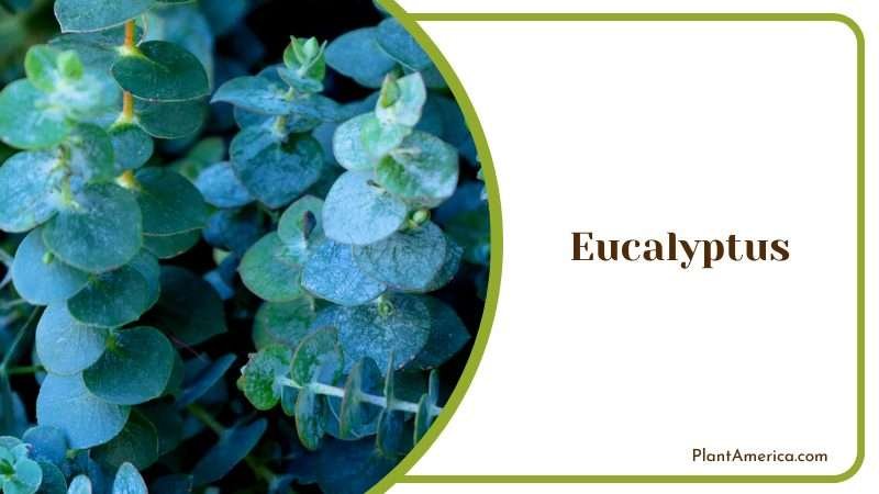 Close View of Eucalyptus Plants Plant America