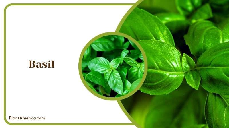 Close View of Fresh Basil Plant America