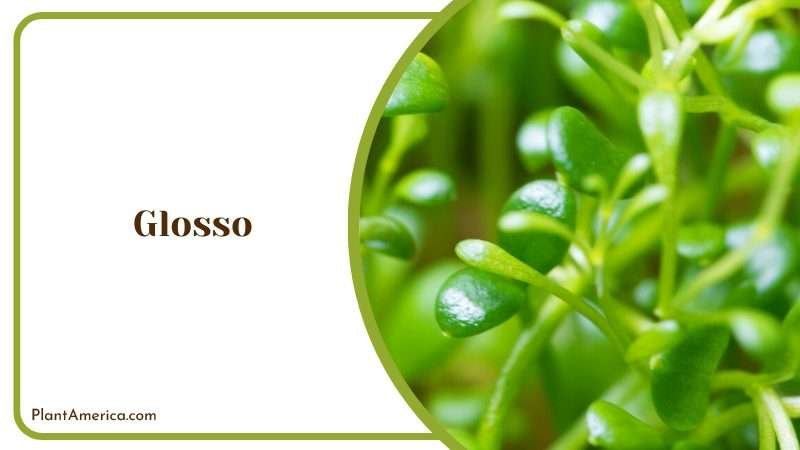 Close View of Glosso Plants Plant America
