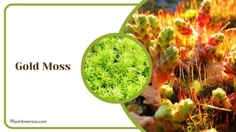 Close View of Gold Moss Plants Plant America