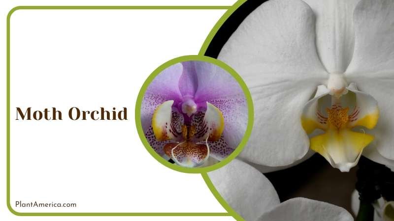 Close View of Moth Orchid Flower Plant America