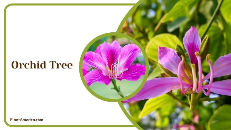 Close View of Orchid Tree Plant America