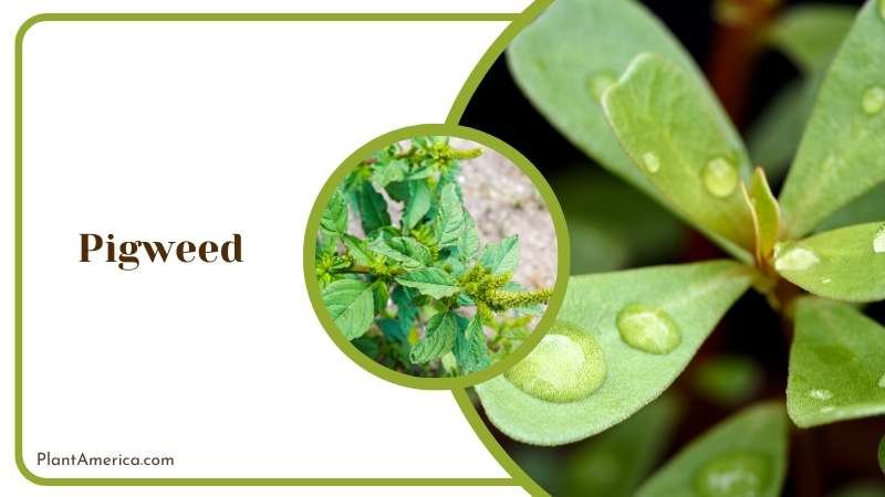 Close View of Pigweed Red Stems Plant America