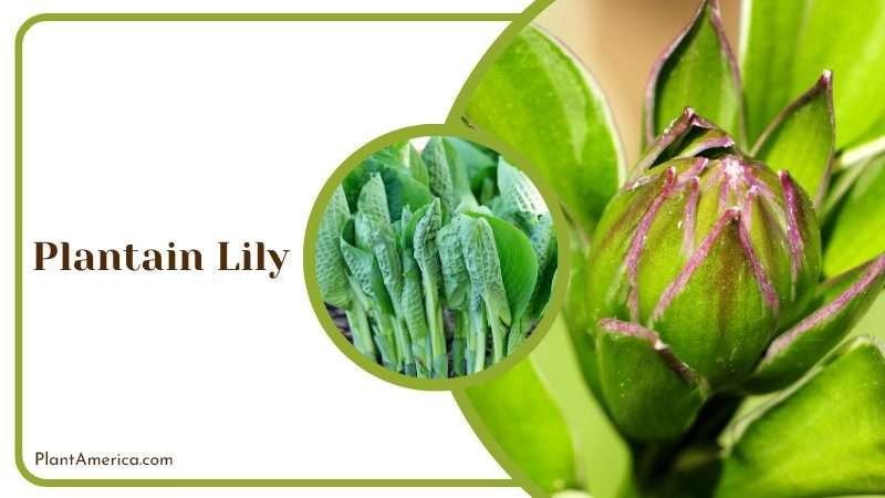Close View of Plantain Lily Flowers Plant America