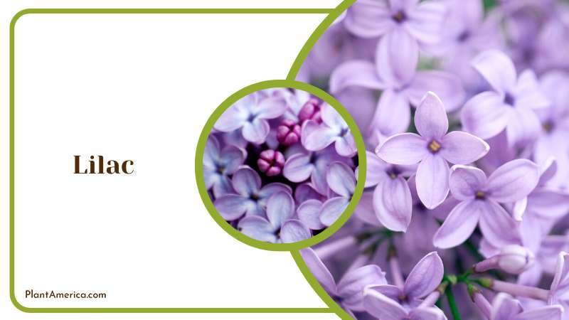 Close View of Purple Lilac Flowers Plant America