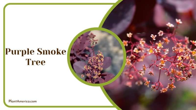 Close View of Purple Smoke Tree Flower Plant America