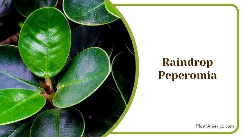 Close View of Raindrop Peperomia Plant America