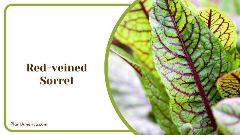 Close View of Red Veined Sorrel Plant America Close View of Red Veined Sorrel Plant America