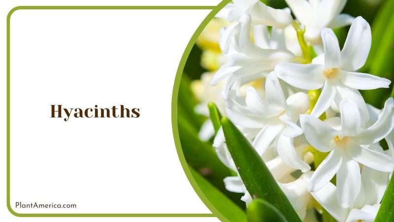 Close View of White Hyacinths Plant America