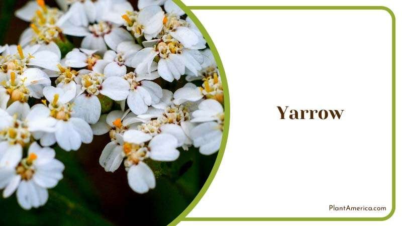 Close View of White Yarrow Plant America