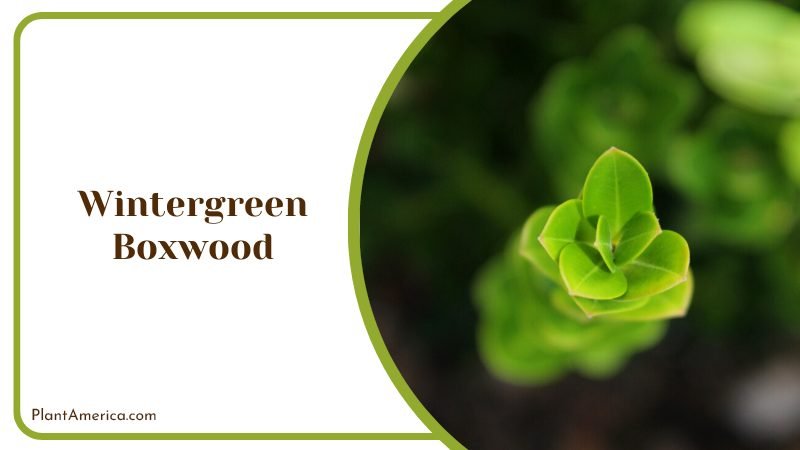 Close View of Wintergreen Boxwood PlantAmerica Close View of Wintergreen Boxwood PlantAmerica