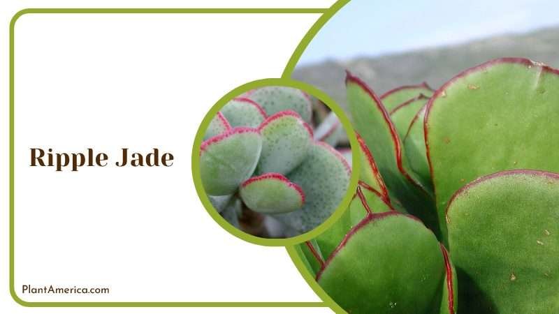 Close up Leaves of Ripple Jade Plant America