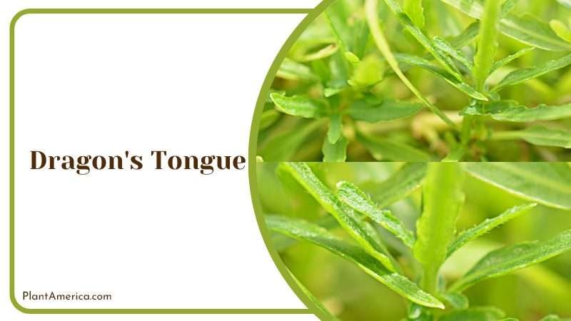 Close up of the Dragons Tongue Plant Plant America