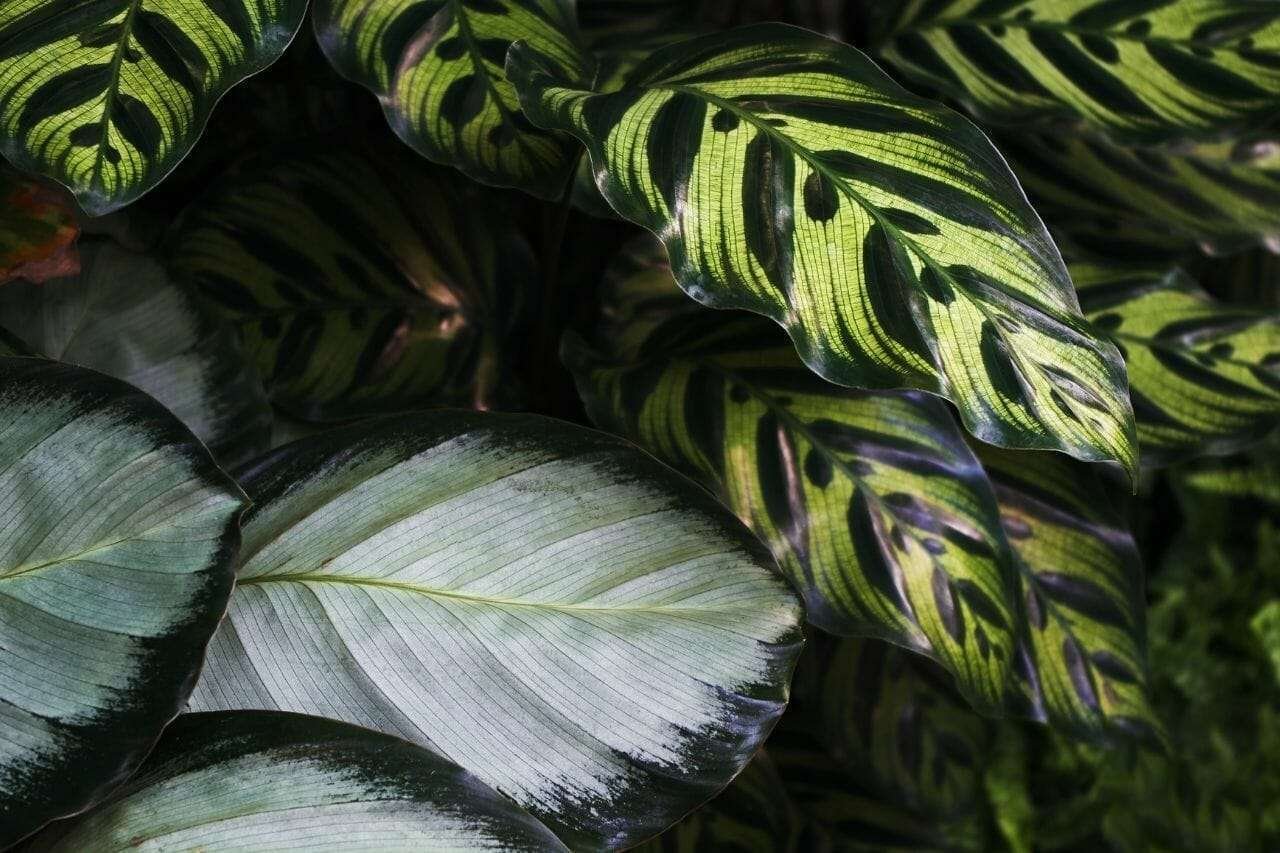 Close up the leaves pattern of variegated plant Plant America