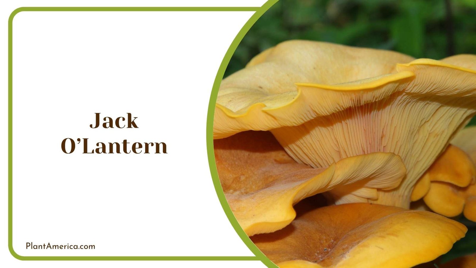 Closer Look On Jack OLantern Mushroom Plant America