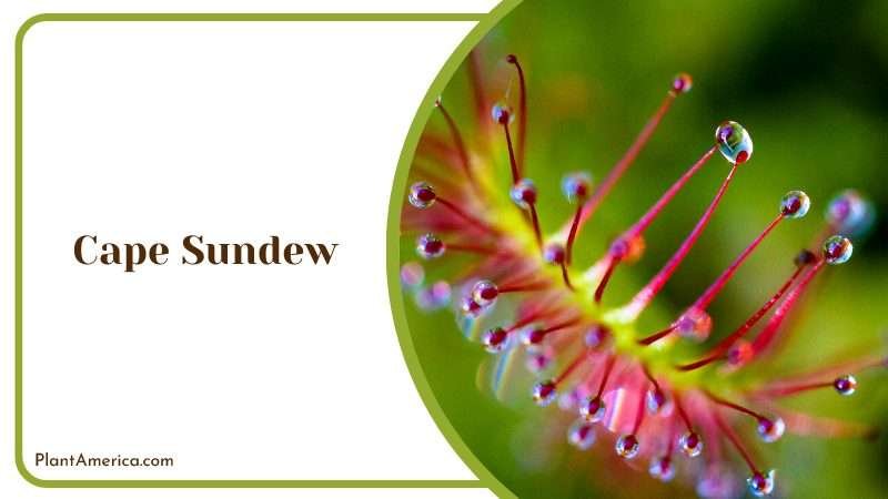 Closer Look at its Carnivorous Habitat Plant America