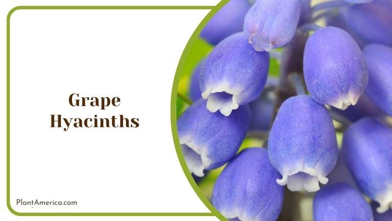 Closeup View of Blue Grape Hyacinths Plant America