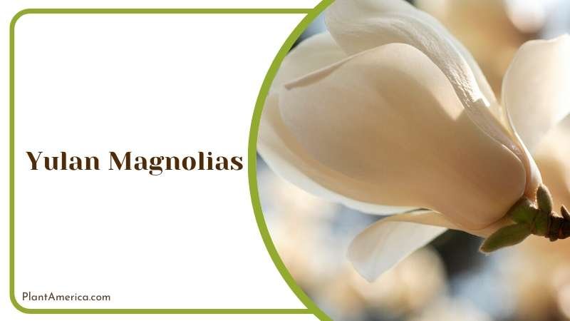 Closeup Yulan Magnolias Flower Plant America
