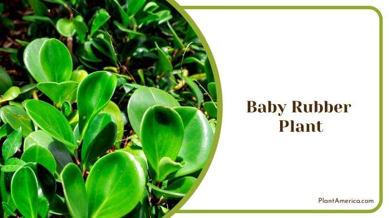 Closeup of a Baby Rubber Plant Plant America Closeup of a Baby Rubber Plant Plant America