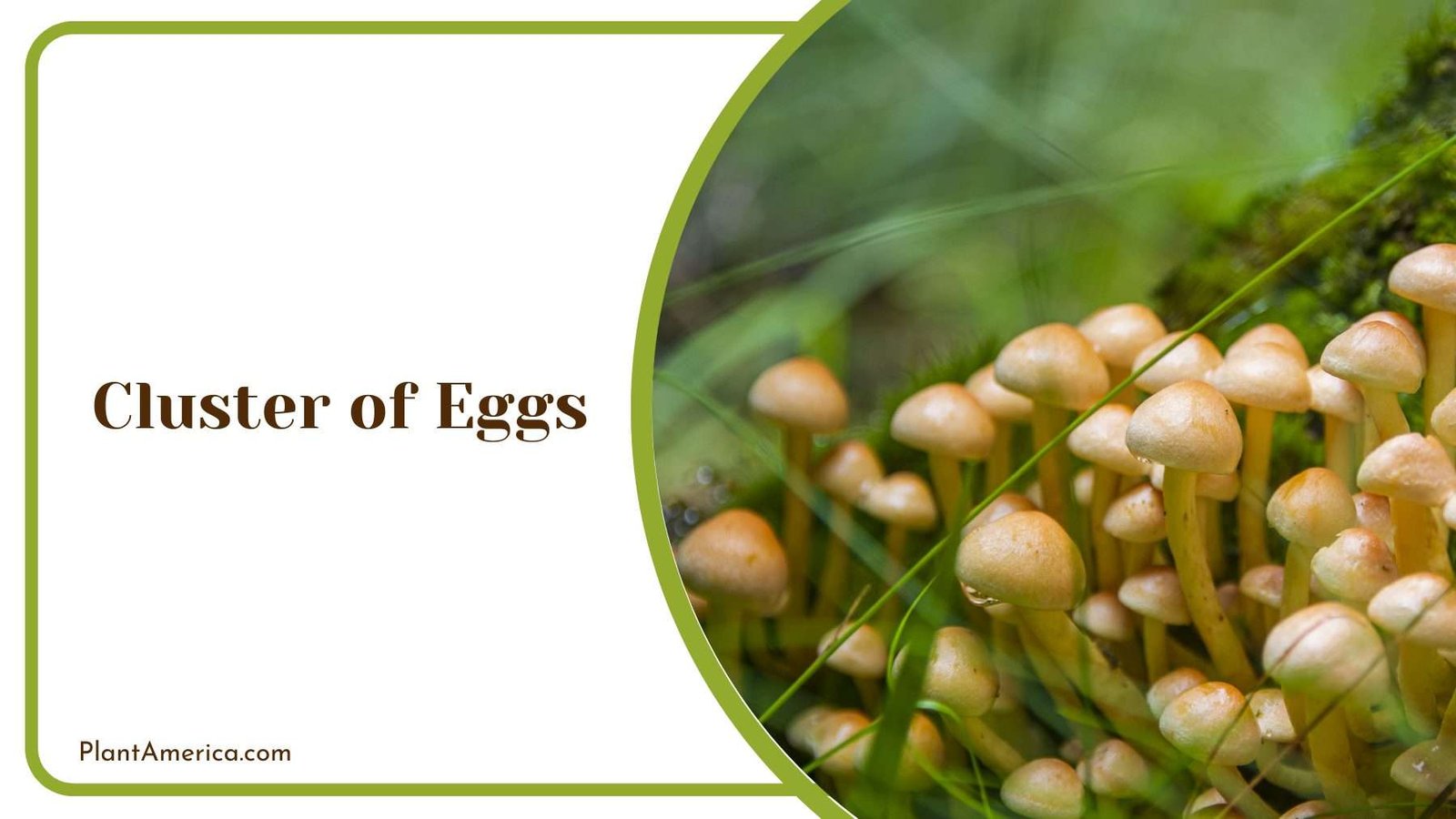 Cluster of Eggs Plant America
