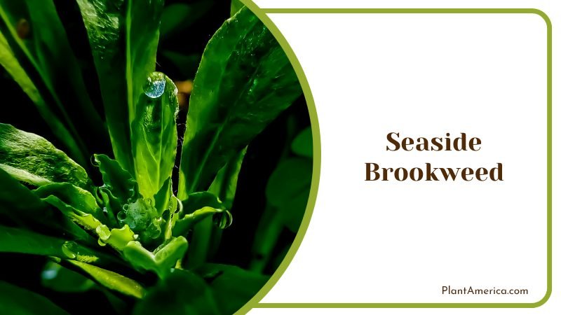 Coastal Delight Brookweed Plant America
