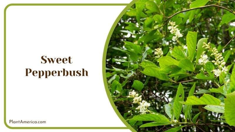 Coastal Sweet Pepperbush Tree Plant America