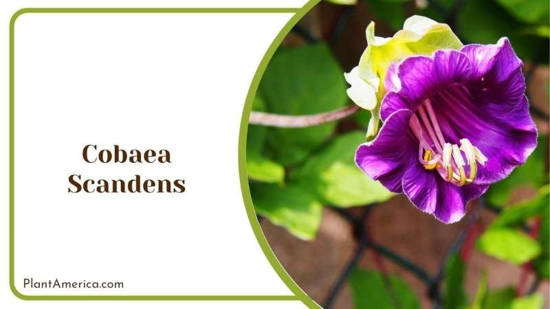 Cobaea Scandens Plant America Cobaea Scandens Plant America