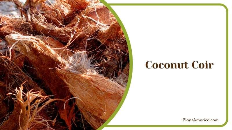 Coconut Coir for Optimal Moisture Retention PlantAmerica