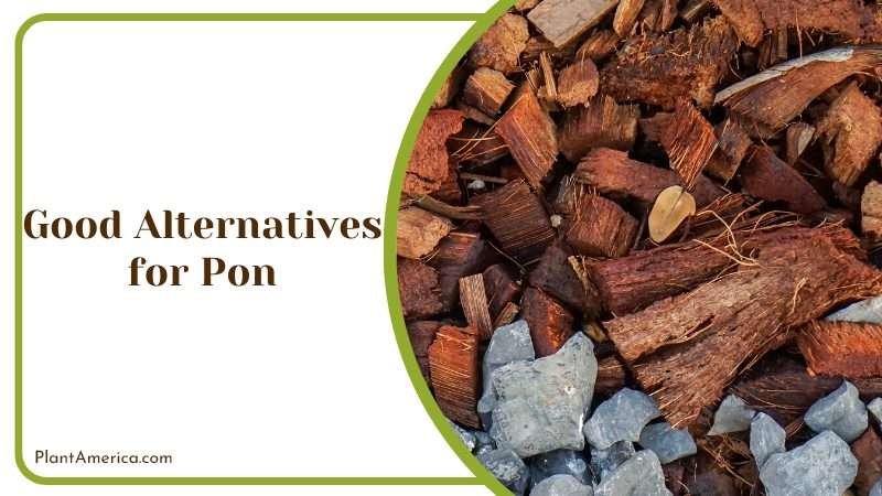 Coconut Coir for Plant Growth Coconut Coir for Plant Growth