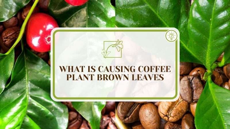 Coffee Plant Brown Leaves PlantAmerica Coffee Plant Brown Leaves: What Is Making Your Plant Sick?