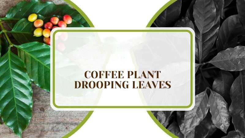 Coffee Plant Drooping Leaves Plant America Coffee Plant Drooping Leaves: The Causes and Solutions